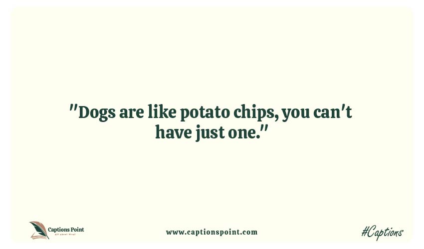 Best Dogs Inspirational captions For Instagram