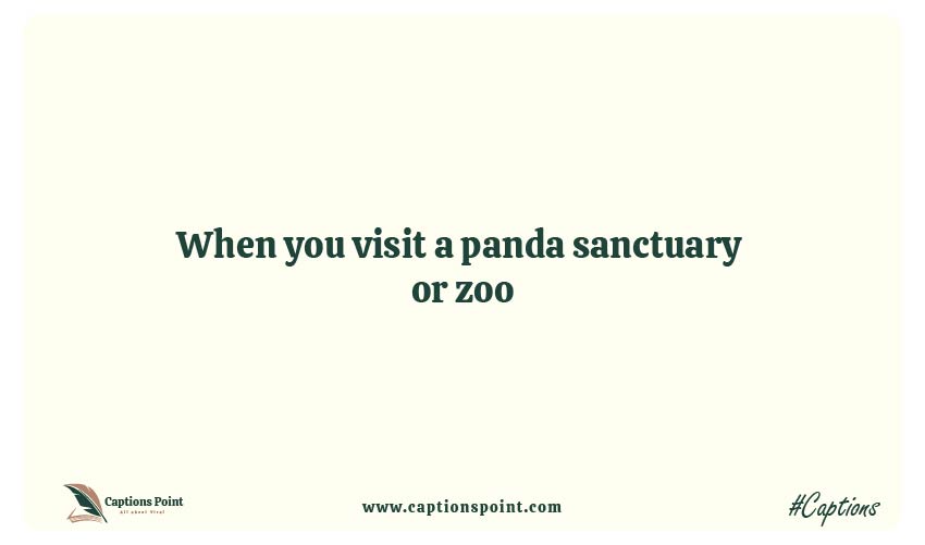 Instagram captions for cute panda