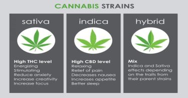 Understanding Cannabis Strains in New Jersey: Indica, Sativa, and Hybrid Explained