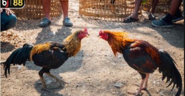 In-Depth Look at the Hac Ho Thoi Fighting Chicken Breed from BJ88