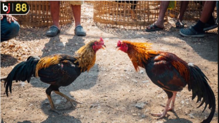 In-Depth Look at the Hac Ho Thoi Fighting Chicken Breed from BJ88