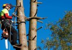 The Essential Role of Arborists Guardians of Our Urban Forests