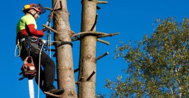 The Essential Role of Arborists Guardians of Our Urban Forests