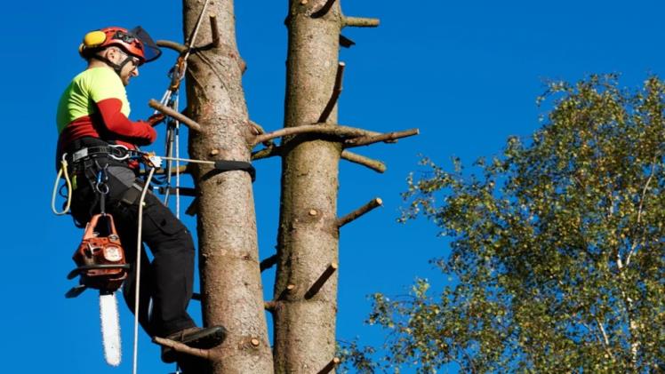 The Essential Role of Arborists Guardians of Our Urban Forests