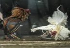 Thomo Cockfight Online Game Guide: How to Play, Win, and Enjoy Safely