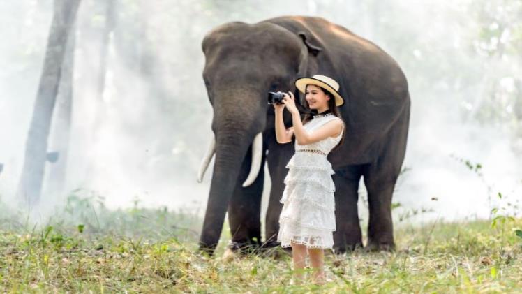 Elephant in Thailand Dos and Don't
